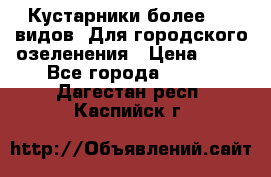 Кустарники более 100 видов. Для городского озеленения › Цена ­ 70 - Все города  »    . Дагестан респ.,Каспийск г.